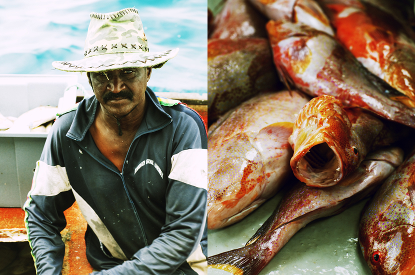 Shy Fisherman,Cargados Carajos, Mauritius, Indian Ocean 