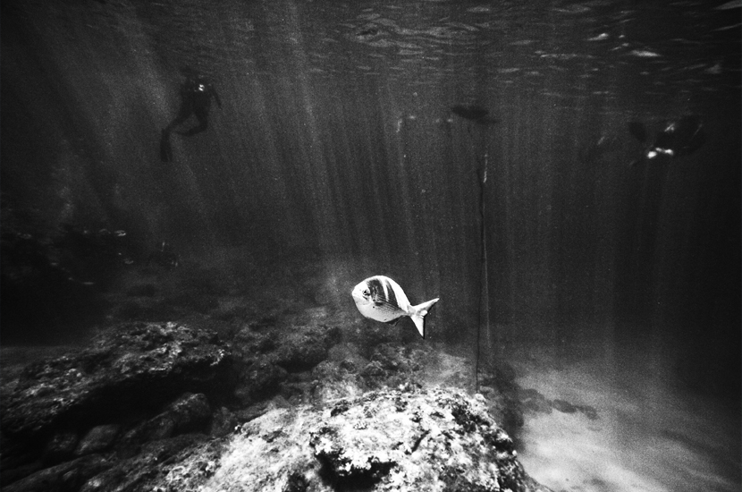 Diver and fish, Pupukea bay, Oahu, Hawaii