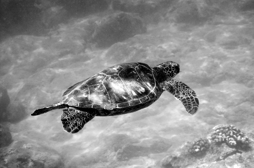 Endangered Hawaiian Green Turtle, Chelonia mydas, Pupukea bay, Oahu, Hawaii