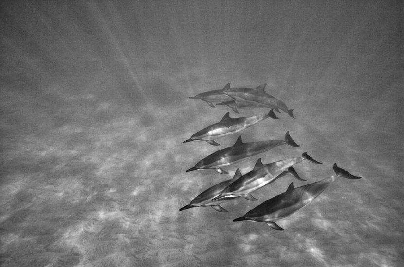 Hawaiian Spinner Dolphins, Stenella longirostris, Oahu, Hawaii