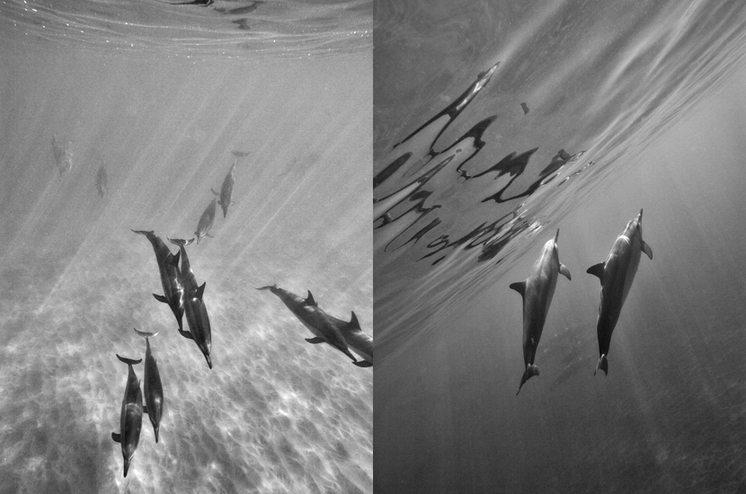 Hawaiian Dolphins ballet, Oahu, Hawaii