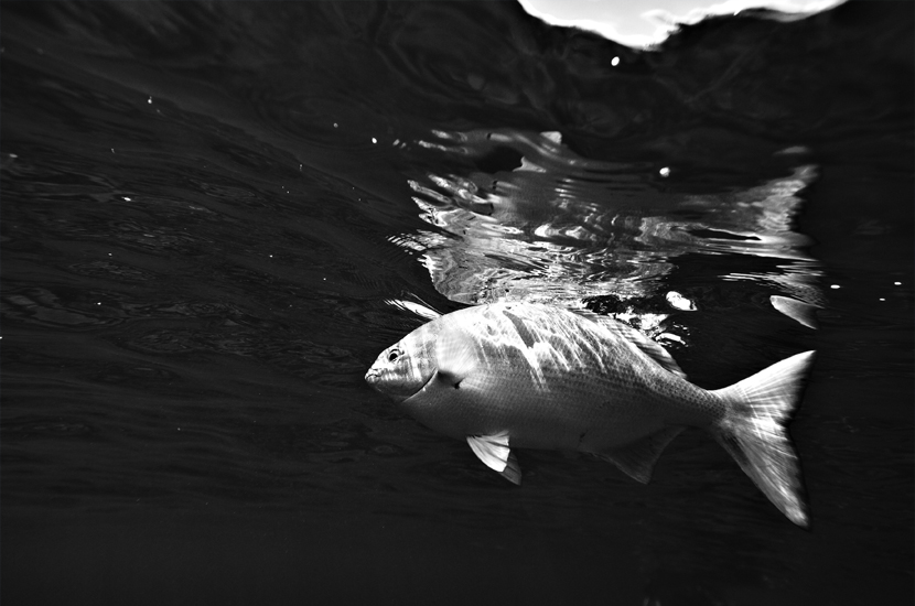 Curious Hawaiian Chub, Kyphosus hawaiiensis, Pupukea bay, Oahu, Hawaii