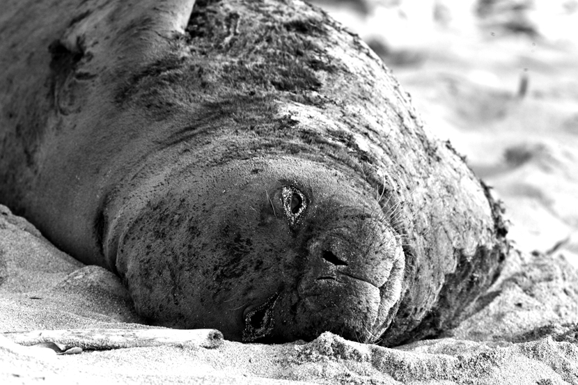 Endangered Old Hawaiian monkseal, Monachus schauinslandi, Oahu, Hawaii 