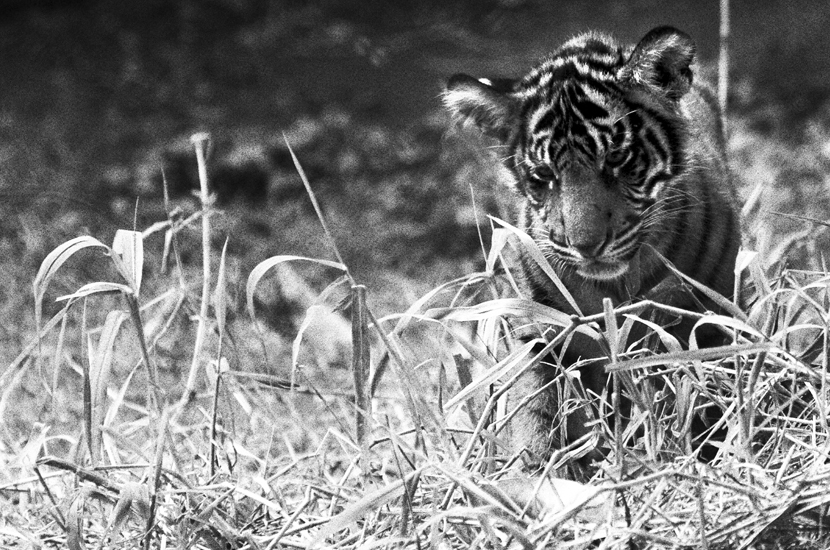 Baby Sumatran tiger, Waikiki Zoo, Oahu, Hawaii